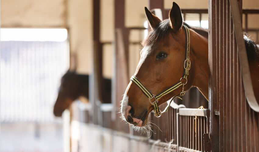 horse in a stable