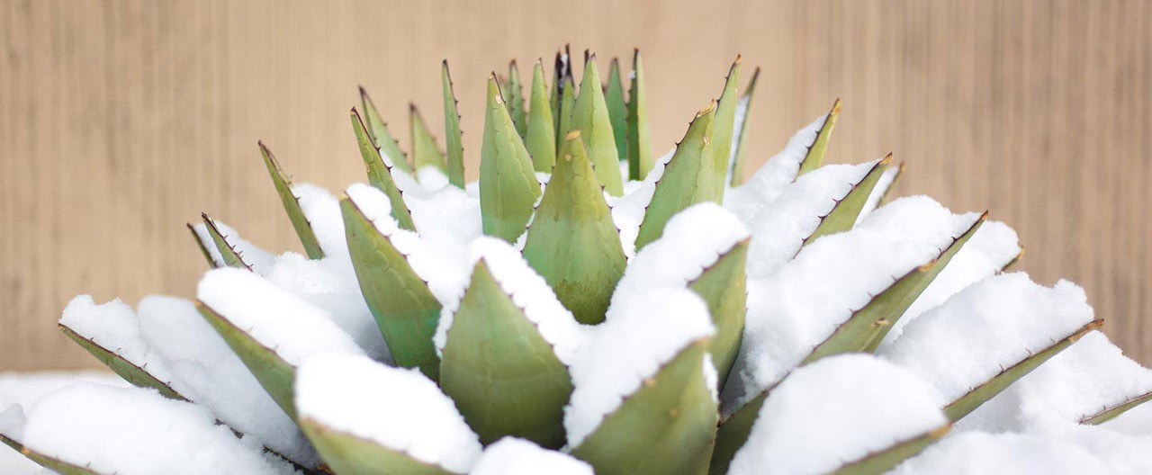 blue agave covered in snow